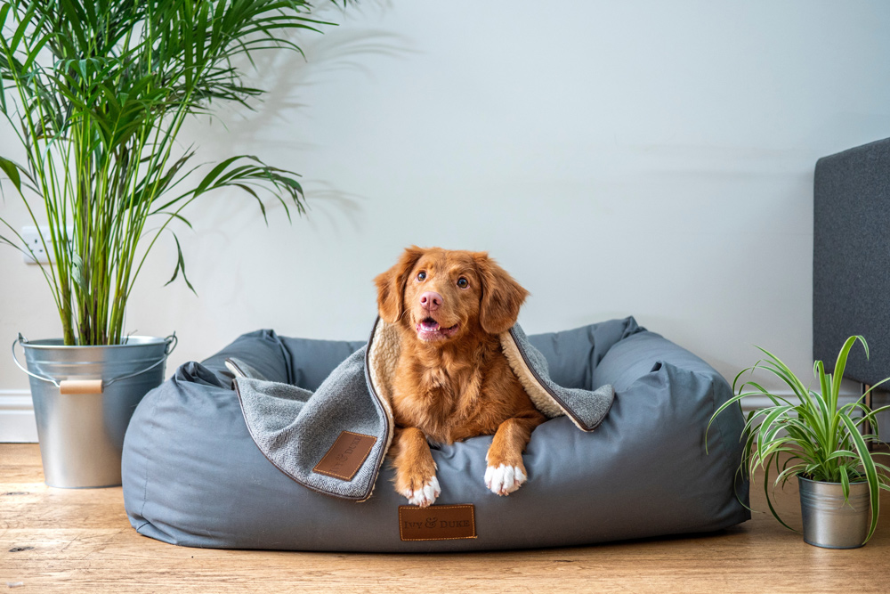 Puppy laying on bed pet insurance