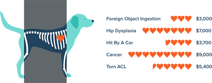 Dog x-ray infographic