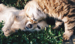 dog and kitten cuddling in grass pet insurance